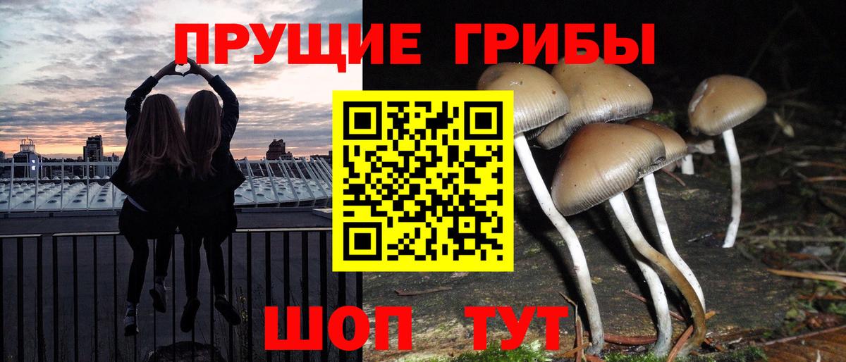 Псилоцибиновые грибы Psilocybe Белебей